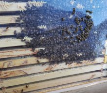 Bienen