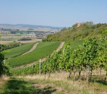 Wanderungen &raquo; Weinwanderung Ipsheim