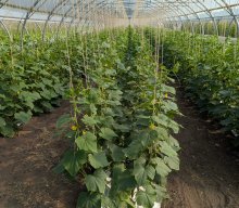 Gartenbaubetrieb 2025