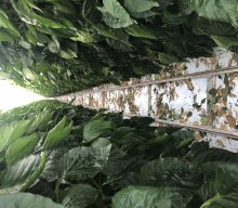 Gartenbaubetrieb 2025