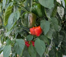 Gartenbaubetrieb 2025