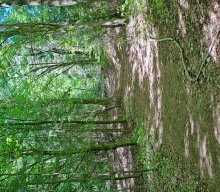 Wanderung & Dampfbahn 2025